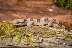 Gebänderter Blattzehengecko, Hemidactylus Fasciatus -JBL || sera || TETRA Verkäufe Gebaenderter Blattzehengecko Hemidactylus fasciatus 3