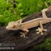 Streifengecko, Gekko Vittatus -JBL || sera || TETRA Verkäufe Gekko vittatus RECFT02564
