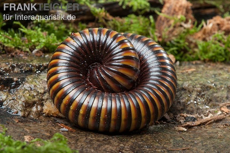 Gelbgebänderter Riesentausendfüßer, Pelmatojulus Ligulatus 4 Gelbgebänderter Riesentausendfüßer, Pelmatojulus Ligulatus – Bild 2