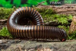 Gelbgebänderter Riesentausendfüßer, Pelmatojulus Ligulatus 7 Gelbgebänderter Riesentausendfüßer, Pelmatojulus Ligulatus -JBL || sera || TETRA Verkäufe Gelbgebaenderter Riesentausendfuesser Pelmatojulus ligulatus 3