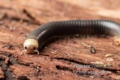 Gelbkopf Tausendfüßer, Spirobolus Sp. "Yellow Head" -JBL || sera || TETRA Verkäufe Gelbkopf Tausendfuesser Spirobolus sp Yellow Head 5