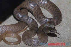 Geoffroy-Renner, Platyceps Florulentus -JBL || sera || TETRA Verkäufe Geoffroy Renner Platyceps florulentus 3