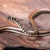 Gestreifte Sumpfschlange, Psammophis Praeornatus -JBL || sera || TETRA Verkäufe Gestreifte Sumpfschlange Psammophis praeornatus 1