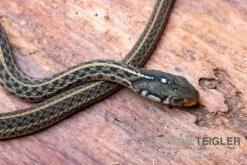 Gewöhnliche Strumpfbandnatter, Thamnophis Sirtalis -JBL || sera || TETRA Verkäufe Gewoehnliche Strumpfbandnatter Thamnophis sirtalis 3