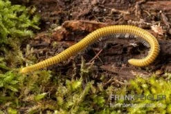 Golden-Cave-Tausendfüßer, Spiroboulus Sp. “Golden Cave” -JBL || sera || TETRA Verkäufe Golden Cave Tausendfuesser Spirobolus sp Golden Cave 3