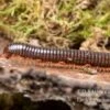 Grün Gestreifter Rotfuß-Milipede, Spirostreptus Sp. Red Legged Nigeria 2 Grün Gestreifter Rotfuß-Milipede, Spirostreptus Sp. Red Legged Nigeria -JBL || sera || TETRA Verkäufe Gruen gestreifter Rotfuss Milipede Spirostreptus sp Red Legged Nigeria 2