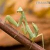 Grüne Fangheuschrecke, Green Mantis, Hierodula Patellifera -JBL || sera || TETRA Verkäufe Gruene Fangheuschrecke Green Mantis Hierodula patellifera 1