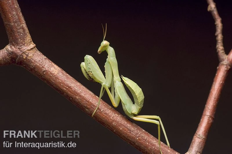 Grüne Fangheuschrecke, Green Mantis, Hierodula Patellifera 3 Grüne Fangheuschrecke, Green Mantis, Hierodula Patellifera – Bild 2