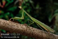 Grüne Fangheuschrecke, Green Mantis, Hierodula Patellifera 10 Grüne Fangheuschrecke, Green Mantis, Hierodula Patellifera -JBL || sera || TETRA Verkäufe Gruene Fangheuschrecke Green Mantis Hierodula patellifera 4 jpg