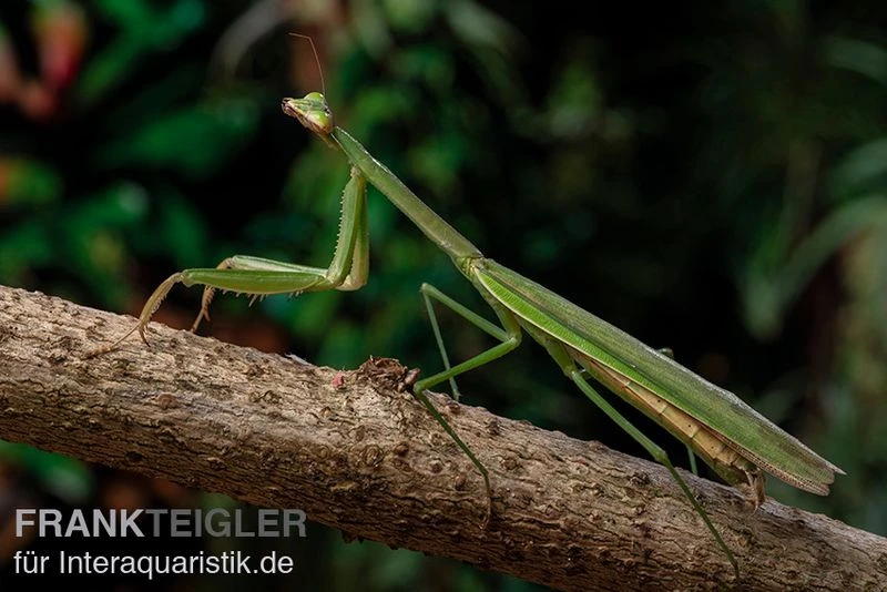 Grüne Fangheuschrecke, Green Mantis, Hierodula Patellifera 5 Grüne Fangheuschrecke, Green Mantis, Hierodula Patellifera – Bild 4