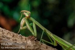 Grüne Fangheuschrecke, Green Mantis, Hierodula Patellifera 11 Grüne Fangheuschrecke, Green Mantis, Hierodula Patellifera -JBL || sera || TETRA Verkäufe Gruene Fangheuschrecke Green Mantis Hierodula patellifera 5 jpg