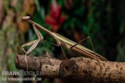 Grüne Fangheuschrecke, Green Mantis, Hierodula Patellifera 12 Grüne Fangheuschrecke, Green Mantis, Hierodula Patellifera -JBL || sera || TETRA Verkäufe Gruene Fangheuschrecke Green Mantis Hierodula patellifera 6 jpg