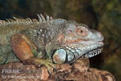 Grüner Leguan, Iguana Iguana -JBL || sera || TETRA Verkäufe Gruener Leguan Iguana iguana 3