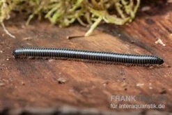 Grüner Tausendfüßer, Spirobolus Sp. "Green" 5 Grüner Tausendfüßer, Spirobolus Sp. "Green" -JBL || sera || TETRA Verkäufe Gruener Tausendfuesser Spirobolus sp Green 2