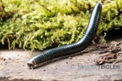 Grüngelber Tausendfüßer, Aulacobolus Sp. „Green-Yellow“ -JBL || sera || TETRA Verkäufe Gruengelber Tausendfuesser Aulacobolus sp Green Yellow 3