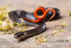 Halsbandnatter, Diadophis Punctatus