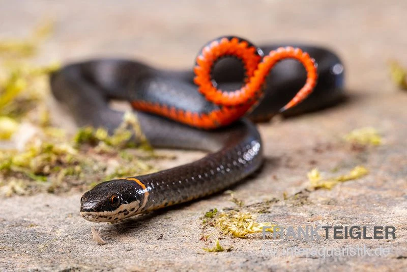 Halsbandnatter, Diadophis Punctatus 3 Halsbandnatter, Diadophis Punctatus