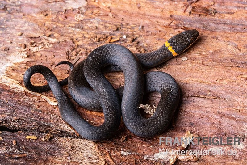 Halsbandnatter, Diadophis Punctatus 4 Halsbandnatter, Diadophis Punctatus – Bild 2