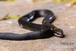 Halsbandnatter, Diadophis Punctatus 7 Halsbandnatter, Diadophis Punctatus -JBL || sera || TETRA Verkäufe Halsbandnatter Diadophis punctatus 3