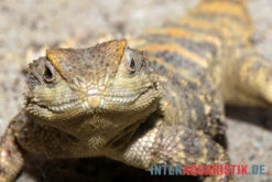 Hardun, Laudakia Stellio Brachydactyla -JBL || sera || TETRA Verkäufe Hardun Laudakia stellio brachydactyla 3