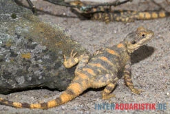 Hardun, Laudakia Stellio Brachydactyla -JBL || sera || TETRA Verkäufe Hardun Laudakia stellio brachydactyla 4