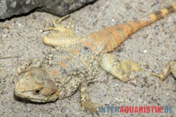 Hardun, Laudakia Stellio Brachydactyla -JBL || sera || TETRA Verkäufe Hardun Laudakia stellio brachydactyla 5