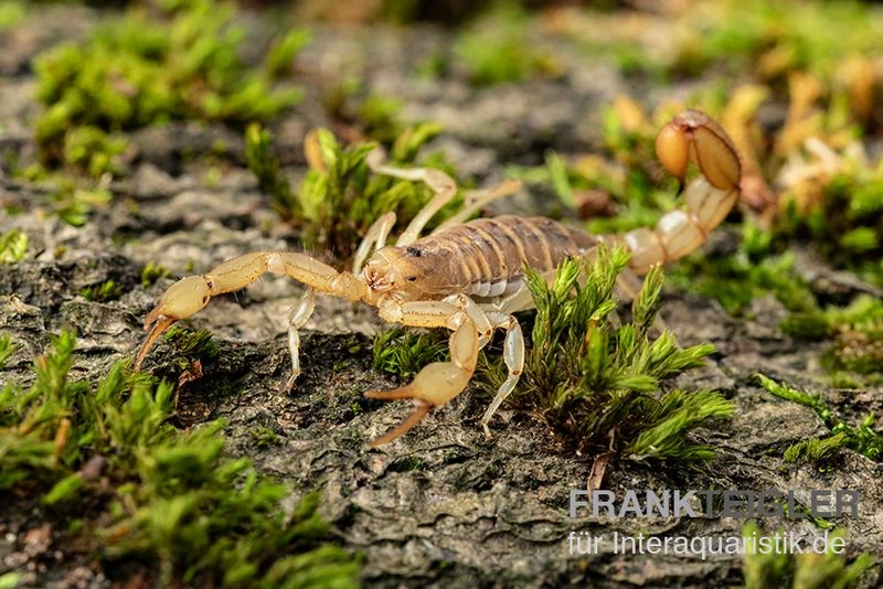 Hentz-Gestreifter-Skorpion, Centruroides Hentzi 4 Hentz-Gestreifter-Skorpion, Centruroides Hentzi – Bild 2