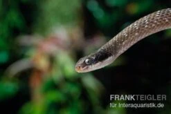 Herald-Schlange, Crotaphopeltis Hotamboeia -JBL || sera || TETRA Verkäufe Herald Schlange Crotaphopeltis hotamboeia