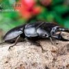Hirschkäfer, Dorcus Alcides -JBL || sera || TETRA Verkäufe Hirschkaefer Dorcus alcides 1
