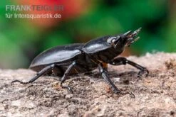 Hirschkäfer, Dorcus Alcides -JBL || sera || TETRA Verkäufe Hirschkaefer Dorcus alcides 5