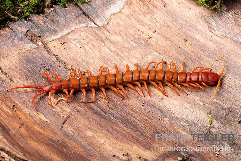 Hundertfüßer, Scolopendra Subspinipes "Malay Red Cherry" 5 Hundertfüßer, Scolopendra Subspinipes "Malay Red Cherry" – Bild 3