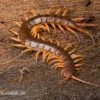 Hundertfüßer, Scolopendra Subspinipes "Thai-Red-Dragon" -JBL || sera || TETRA Verkäufe Hundertfuesser Scolopendra subspinipes ThaiRedDragon 01