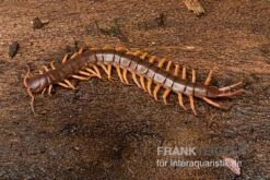 Hundertfüßer, Scolopendra Subspinipes "Thai-Red-Dragon" -JBL || sera || TETRA Verkäufe Hundertfuesser Scolopendra subspinipes ThaiRedDragon 03