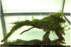 Bundle Scaper Truppe: 10 X Crystal Red Garnele + Mangrovenwurzel Mit Moos 10 Bundle Scaper Truppe: 10 X Crystal Red Garnele + Mangrovenwurzel Mit Moos -JBL || sera || TETRA Verkäufe IMG 0293