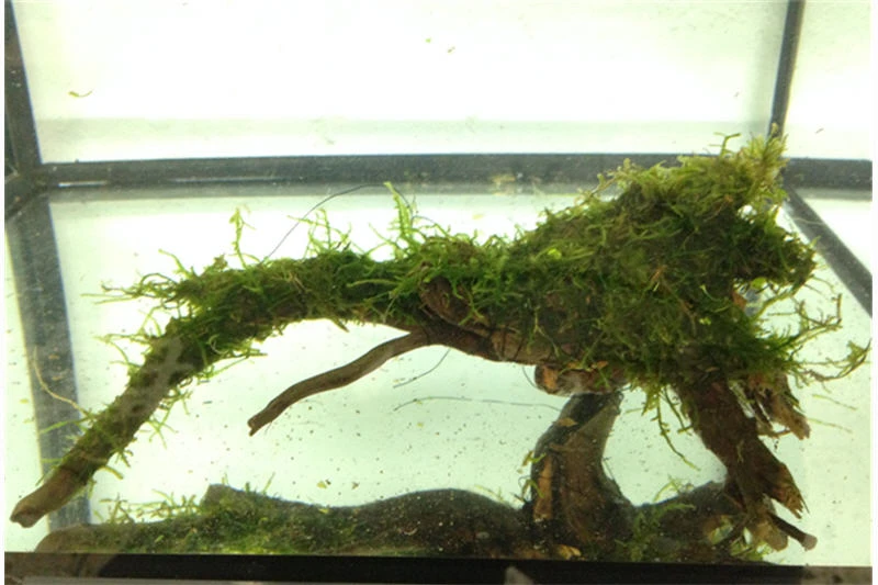 Bundle Scaper Truppe: 10 X Crystal Red Garnele + Mangrovenwurzel Mit Moos 6 Bundle Scaper Truppe: 10 X Crystal Red Garnele + Mangrovenwurzel Mit Moos – Bild 4