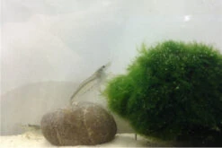 Bundle Große Putz-Truppe: 5 X Rennschnecke + 2 X Tylomelania + 6  X Amanogarnele -JBL || sera || TETRA Verkäufe IMG 0311