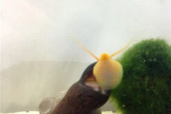 Bundle Große Putz-Truppe: 5 X Rennschnecke + 2 X Tylomelania + 6  X Amanogarnele -JBL || sera || TETRA Verkäufe IMG 0330