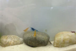 Bundle Bunte Truppe: 10 X Neocaridina Im Farbmix + Javamoos -JBL || sera || TETRA Verkäufe IMG 0352