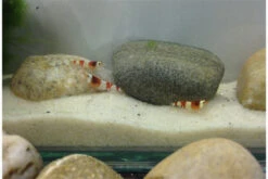 Bundle Scaper Truppe: 10 X Crystal Red Garnele + Mangrovenwurzel Mit Moos 9 Bundle Scaper Truppe: 10 X Crystal Red Garnele + Mangrovenwurzel Mit Moos -JBL || sera || TETRA Verkäufe IMG 0365