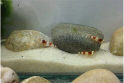 TiBee Starterpack: 5 X Blaue Tigergarnele + 5 X Crystal Red Garnele 8 TiBee Starterpack: 5 X Blaue Tigergarnele + 5 X Crystal Red Garnele -JBL || sera || TETRA Verkäufe IMG 0367 1