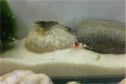 TiBee Starterpack: 5 X Blaue Tigergarnele + 5 X Crystal Red Garnele 9 TiBee Starterpack: 5 X Blaue Tigergarnele + 5 X Crystal Red Garnele -JBL || sera || TETRA Verkäufe IMG 0370