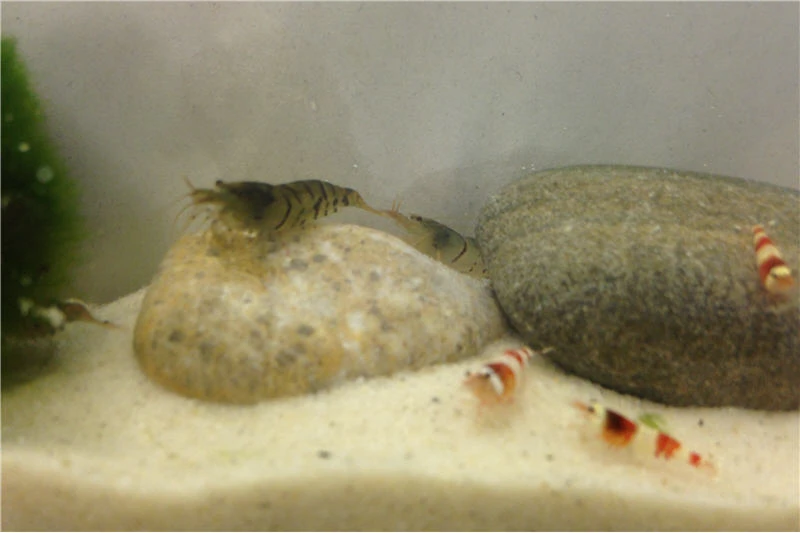 TiBee Starterpack: 5 X Blaue Tigergarnele + 5 X Crystal Red Garnele 4 TiBee Starterpack: 5 X Blaue Tigergarnele + 5 X Crystal Red Garnele – Bild 2