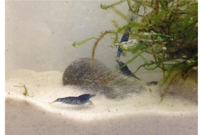 Tiger-Bundle: 10 X Blaue Tigergarnele, Caridina Cf. Cantonensis + Portion Javamoos 4 Tiger-Bundle: 10 X Blaue Tigergarnele, Caridina Cf. Cantonensis + Portion Javamoos – Bild 2