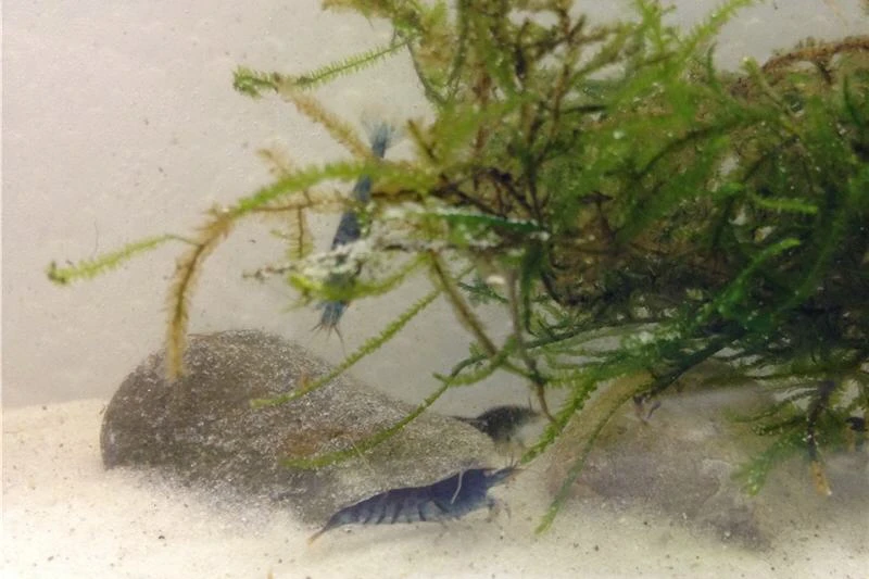 Tiger-Bundle: 10 X Blaue Tigergarnele, Caridina Cf. Cantonensis + Portion Javamoos 8 Tiger-Bundle: 10 X Blaue Tigergarnele, Caridina Cf. Cantonensis + Portion Javamoos – Bild 6