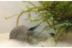 Tiger-Bundle: 10 X Blaue Tigergarnele, Caridina Cf. Cantonensis + Portion Javamoos 18 Tiger-Bundle: 10 X Blaue Tigergarnele, Caridina Cf. Cantonensis + Portion Javamoos -JBL || sera || TETRA Verkäufe IMG 0498