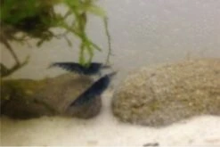 Tiger-Bundle: 10 X Blaue Tigergarnele, Caridina Cf. Cantonensis + Portion Javamoos 21 Tiger-Bundle: 10 X Blaue Tigergarnele, Caridina Cf. Cantonensis + Portion Javamoos -JBL || sera || TETRA Verkäufe IMG 0504