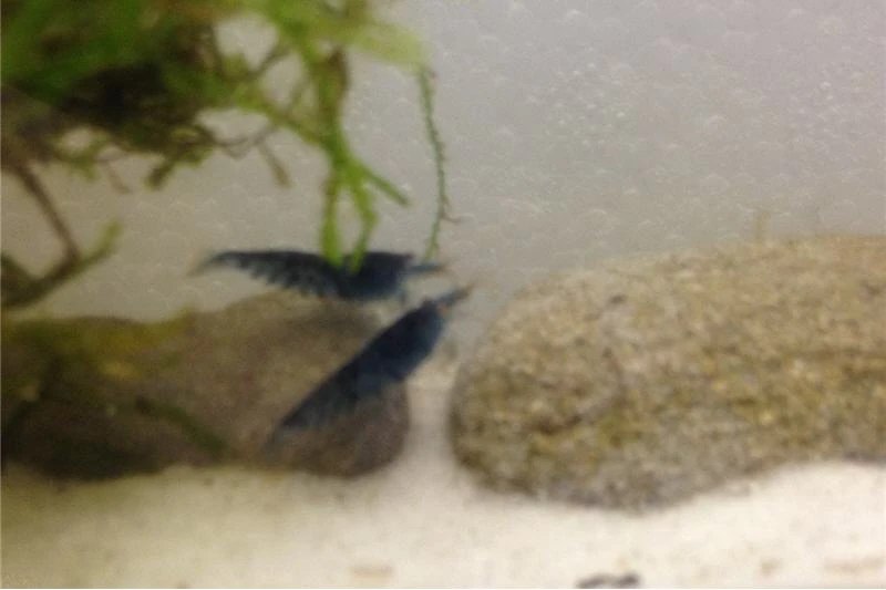 Tiger-Bundle: 10 X Blaue Tigergarnele, Caridina Cf. Cantonensis + Portion Javamoos 12 Tiger-Bundle: 10 X Blaue Tigergarnele, Caridina Cf. Cantonensis + Portion Javamoos – Bild 10