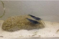 Tiger-Bundle: 10 X Blaue Tigergarnele, Caridina Cf. Cantonensis + Portion Javamoos 14 Tiger-Bundle: 10 X Blaue Tigergarnele, Caridina Cf. Cantonensis + Portion Javamoos -JBL || sera || TETRA Verkäufe IMG 0505