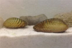 Schwebealgen-Bundle: 2x Ornamentmuscheln + 1 Portion Büschelfarn + 4 Bund-Pflanzen -JBL || sera || TETRA Verkäufe IMG 0509