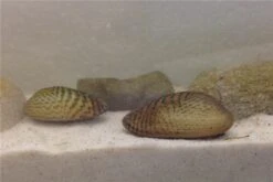 Schwebealgen-Bundle: 2x Ornamentmuscheln + 1 Portion Büschelfarn + 4 Bund-Pflanzen -JBL || sera || TETRA Verkäufe IMG 0510